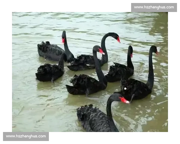 欢畅产驹登顶天鹅锦标,锁定生涯第二重赏冠 欢畅产驹登顶天鹅锦标,锁定生涯第二重赏冠